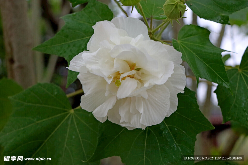 白色木芙蓉花