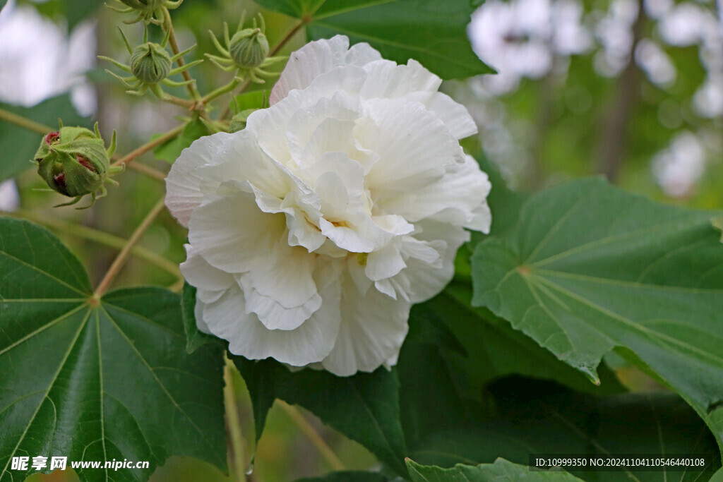 白色木芙蓉花