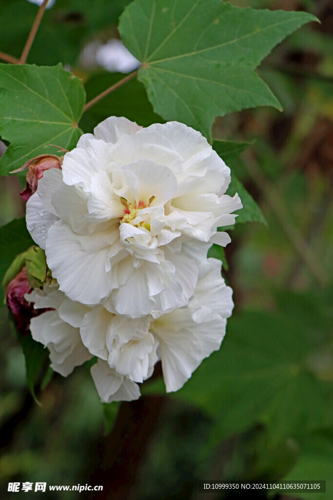 白色木芙蓉花