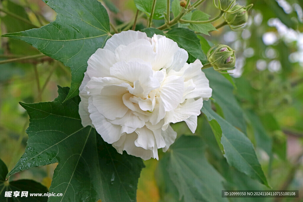 白色木芙蓉花