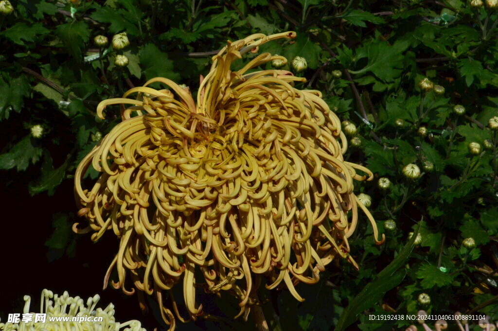 菊花  
