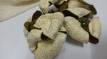 陈皮