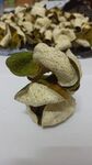 陈皮