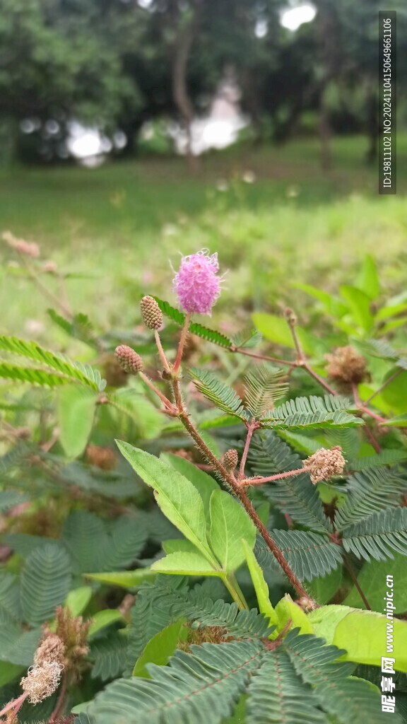 含羞草