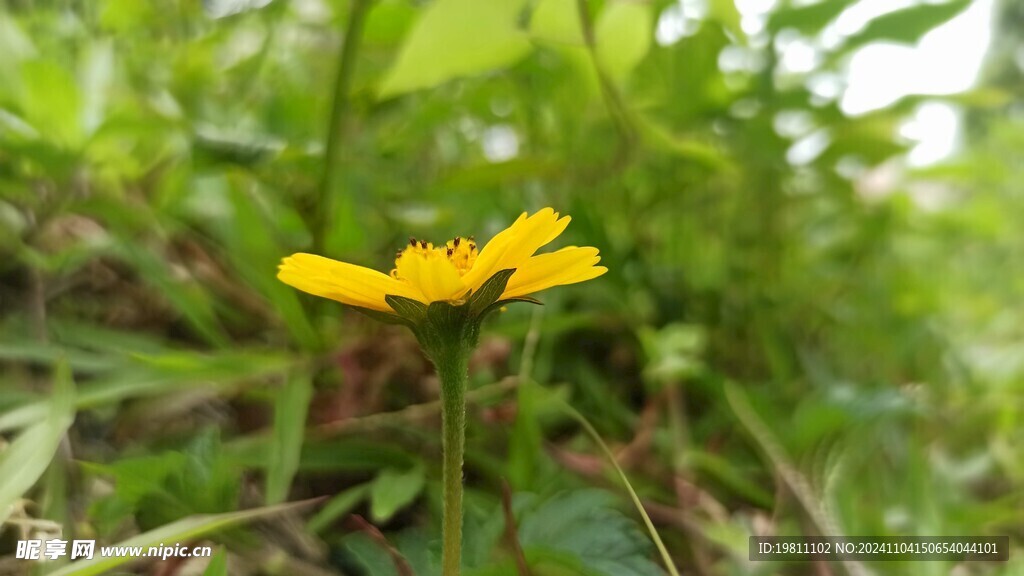小花