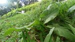 草