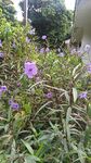 紫色花