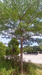 树