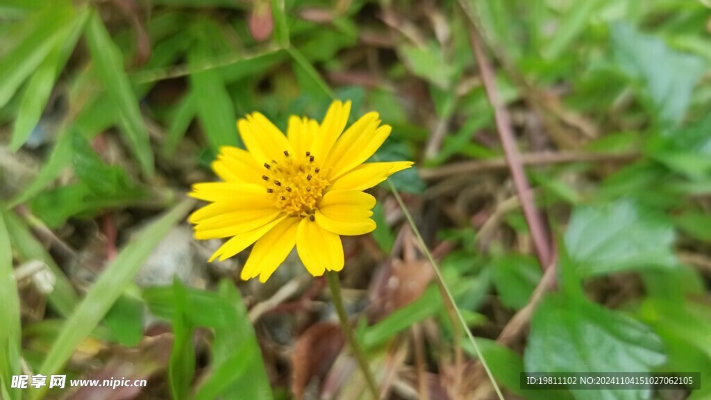 花