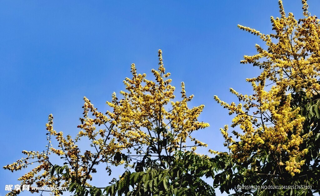 栾树花 