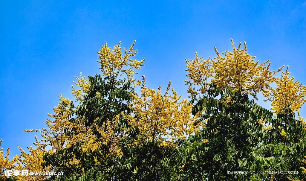 栾树花  