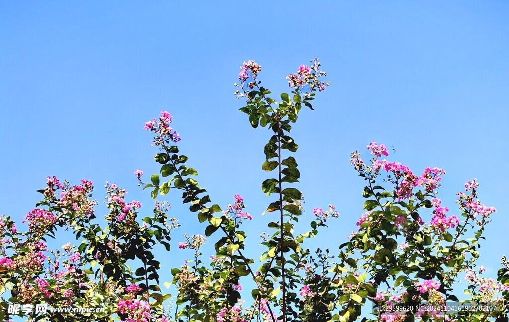 紫薇花 