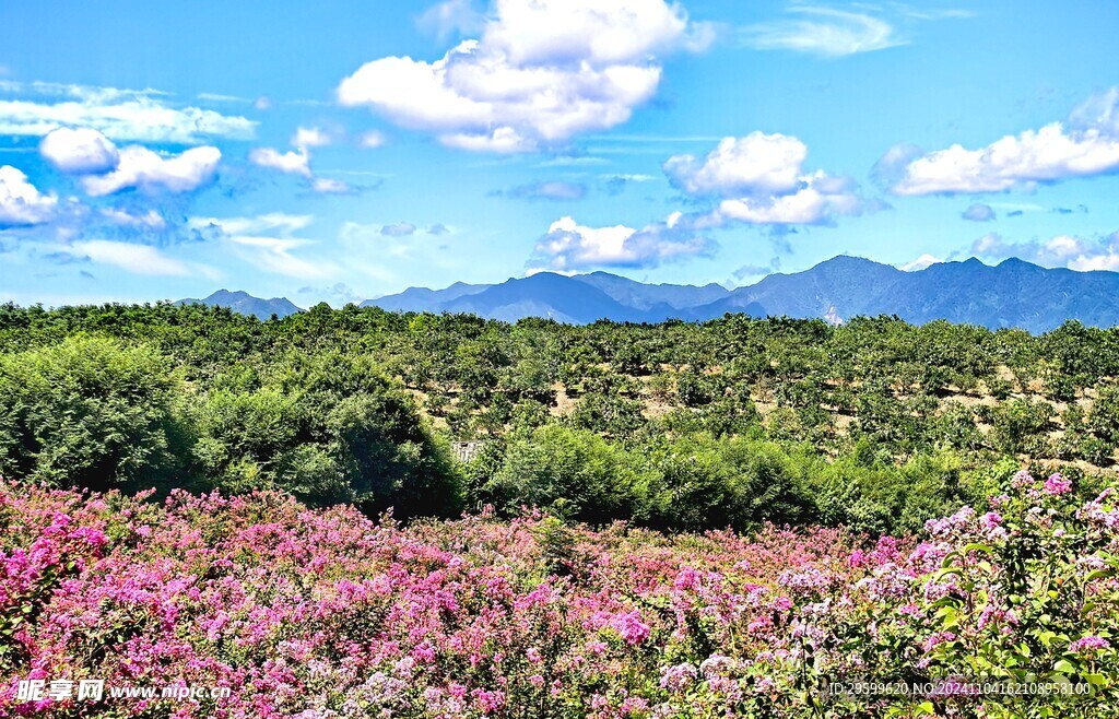 紫薇花  