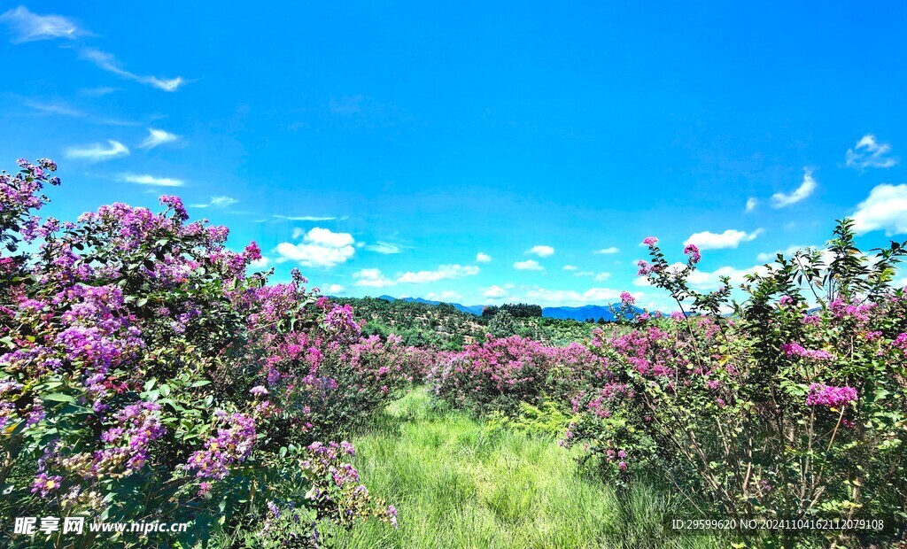 紫薇花  