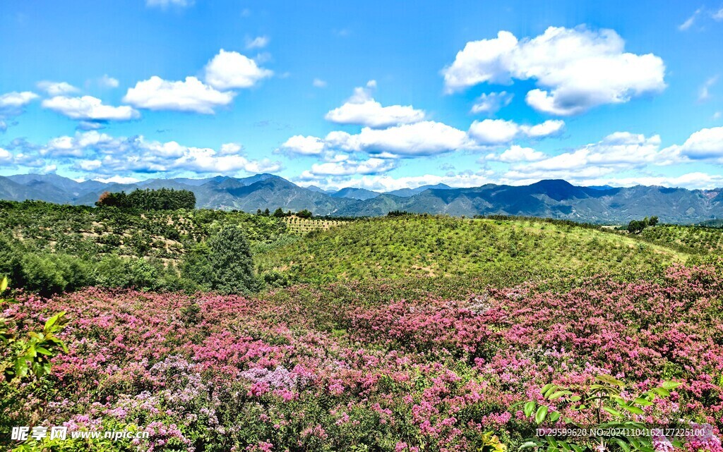 紫薇花  