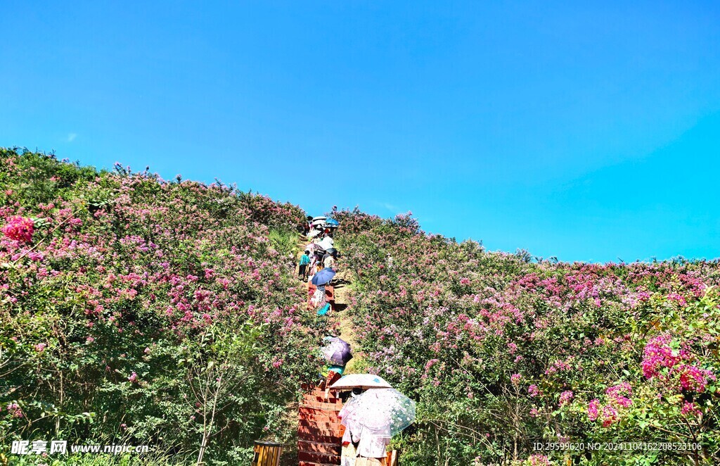 紫薇花  