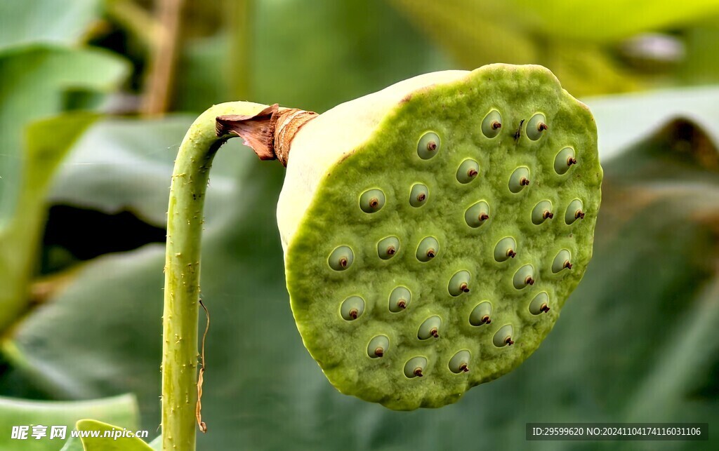 莲蓬  