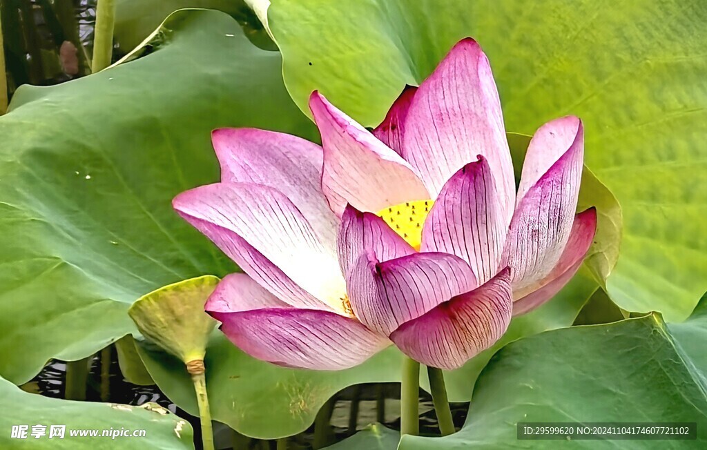 荷花  