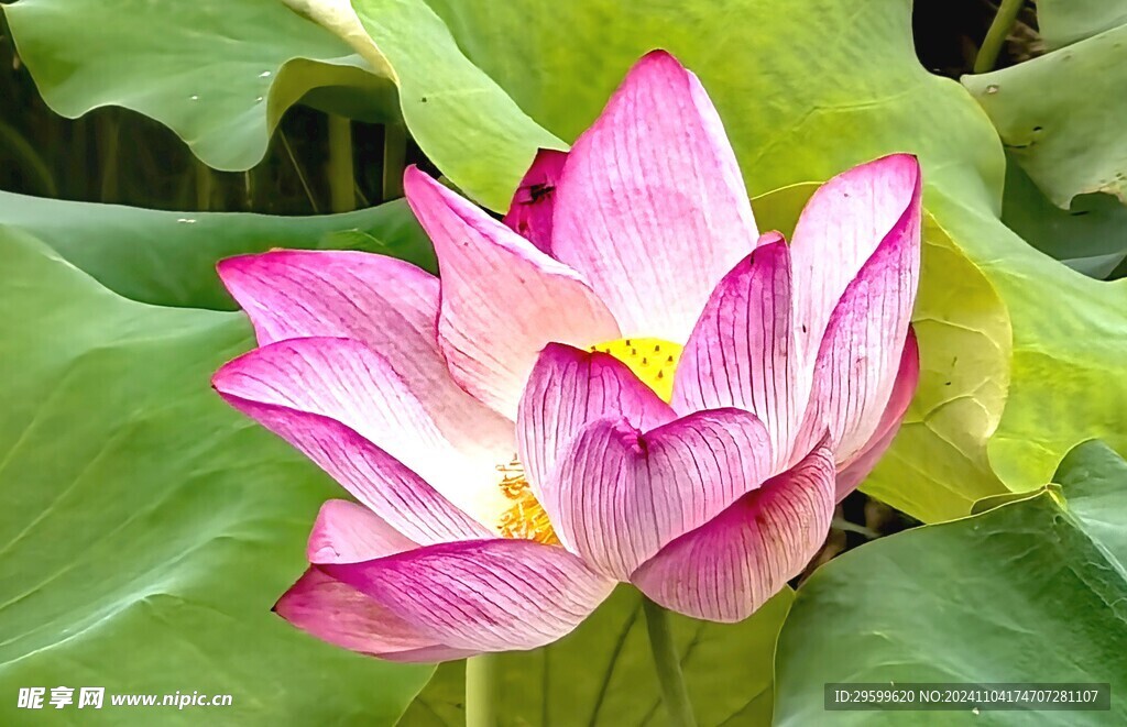 荷花  