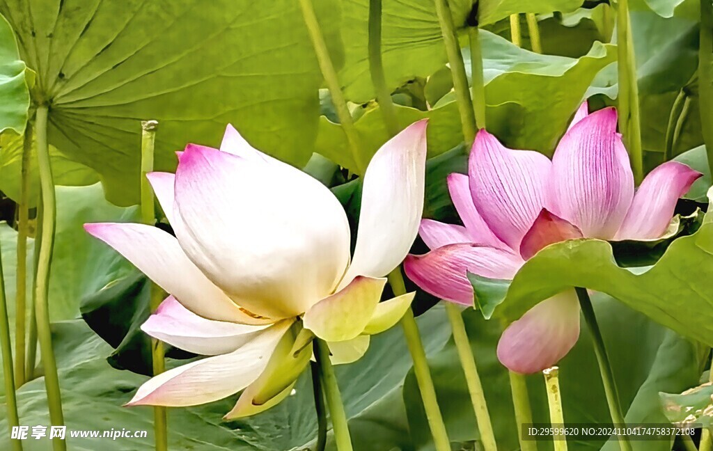 荷花  