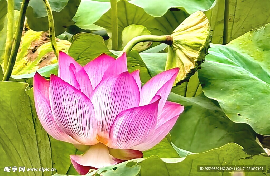 荷花 