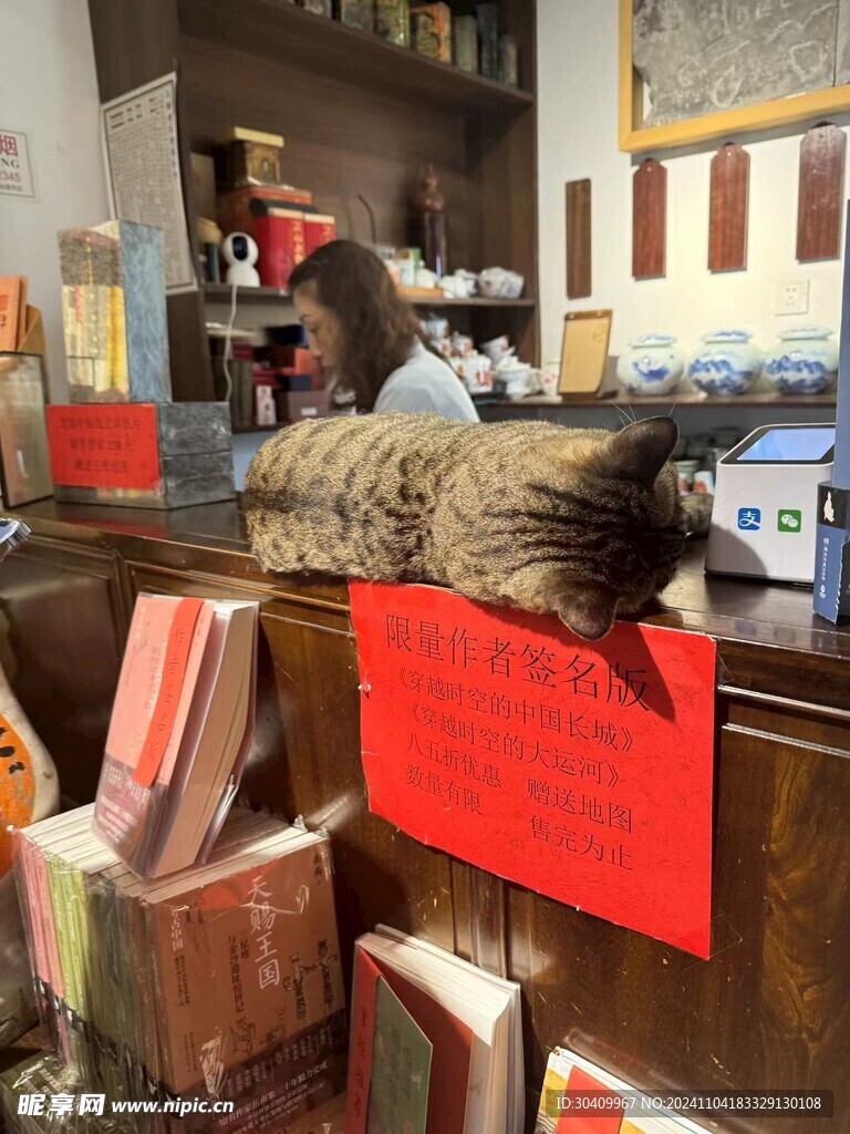 上班摸鱼的猫