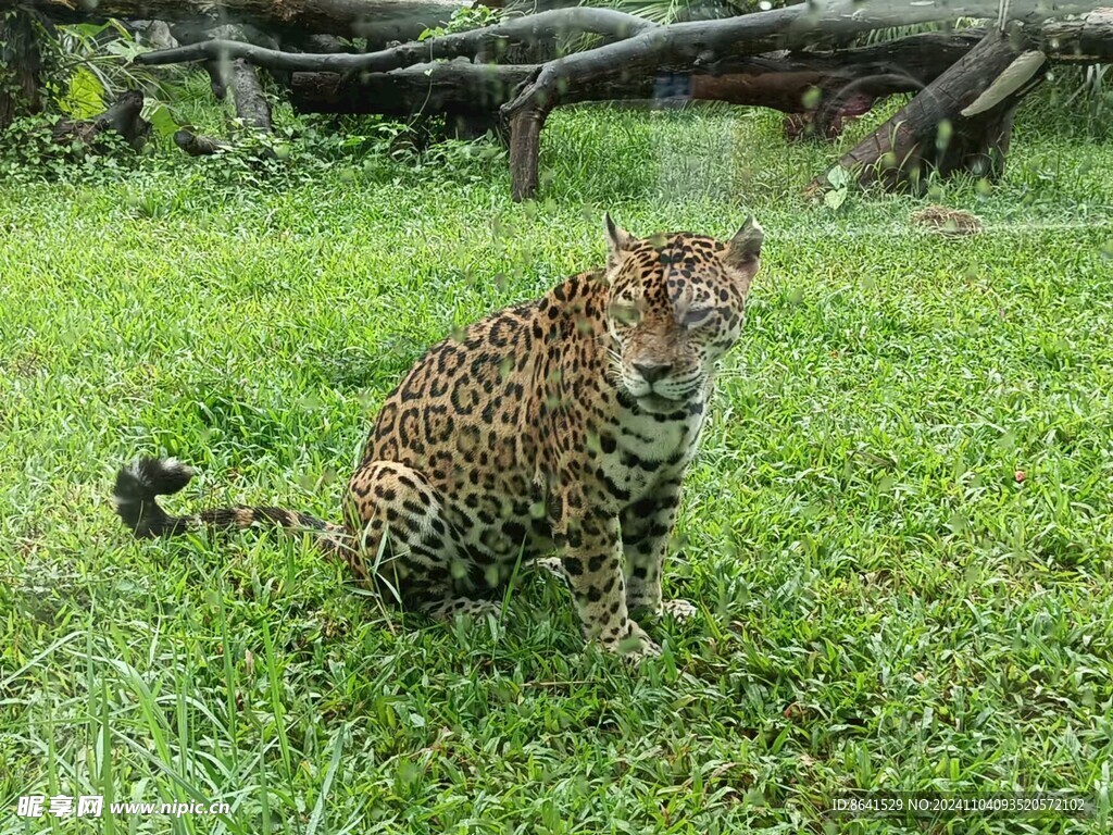 豹子