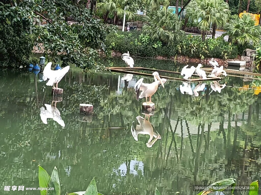 鸟