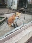 狐狸