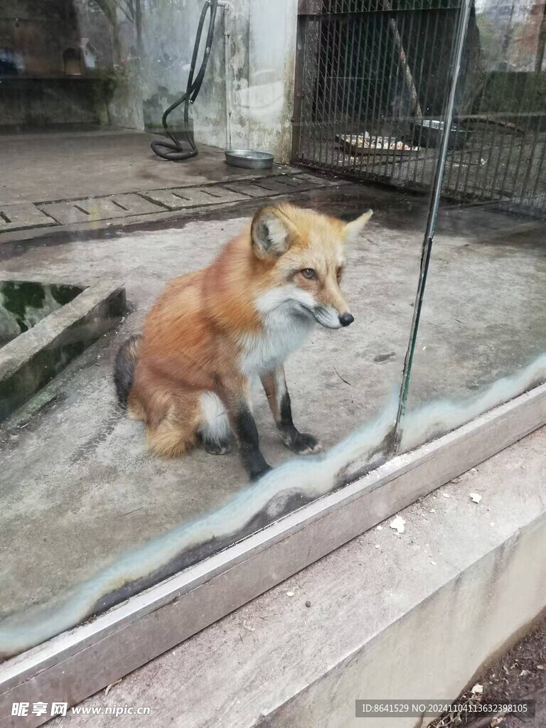 狐狸