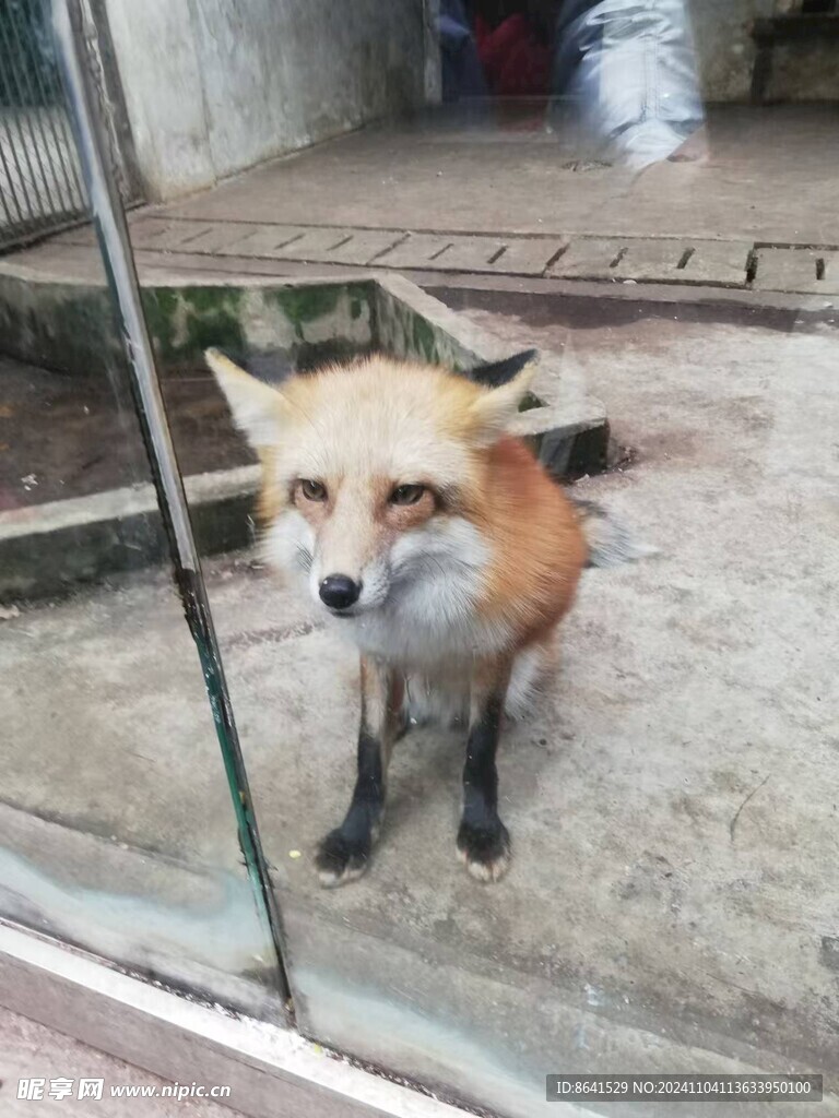 狐狸