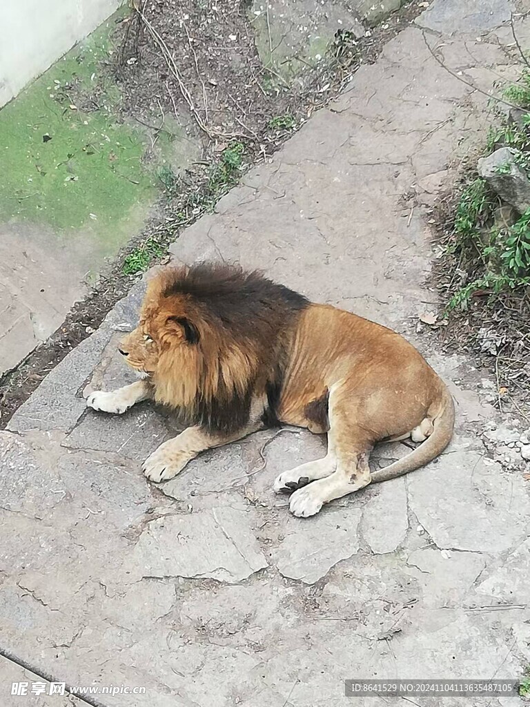 狮子