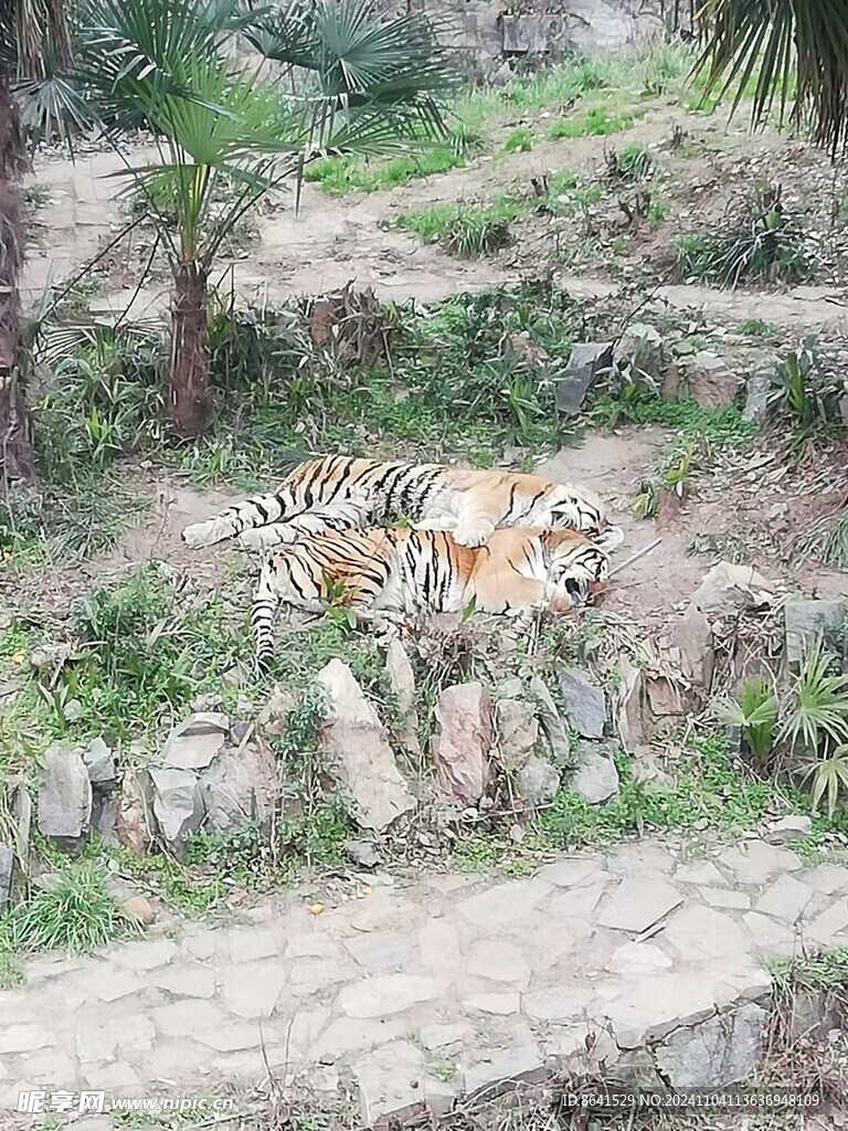老虎