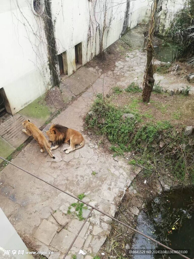 狮子