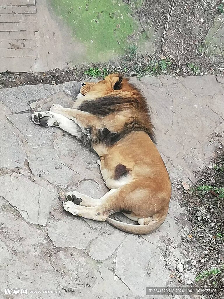 狮子