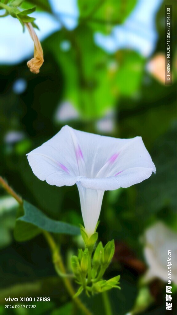 牵牛花高清图
