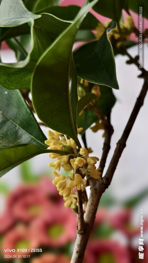 桂花