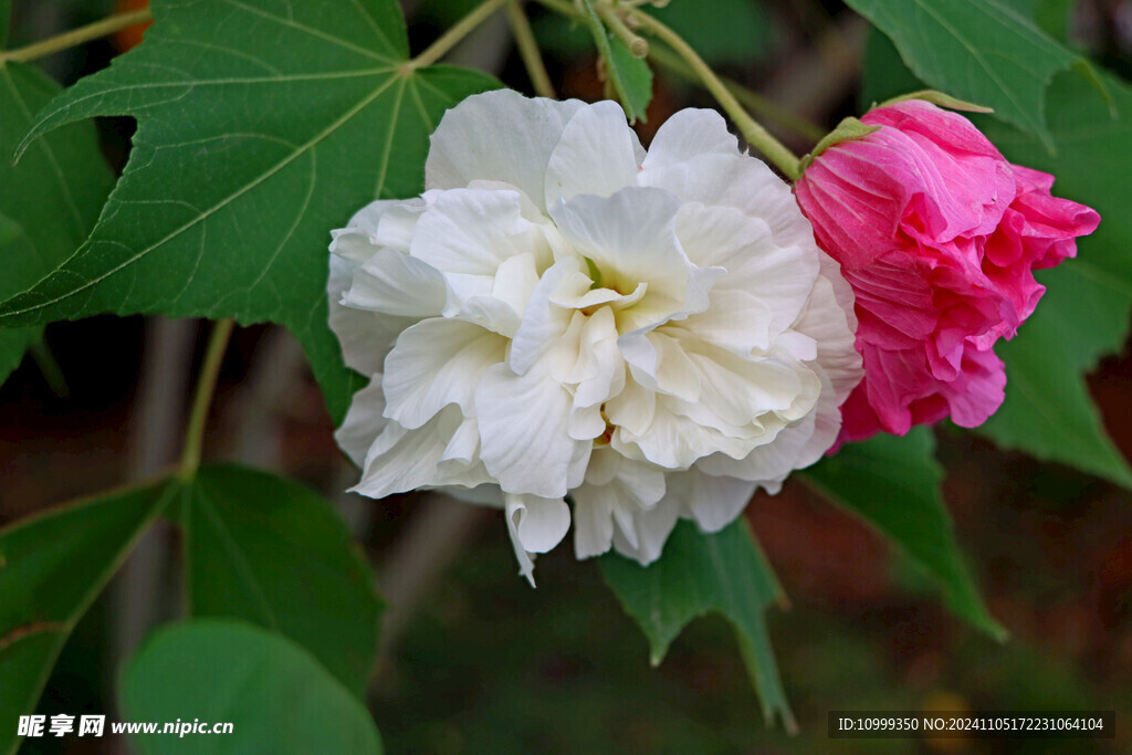 白色木芙蓉花