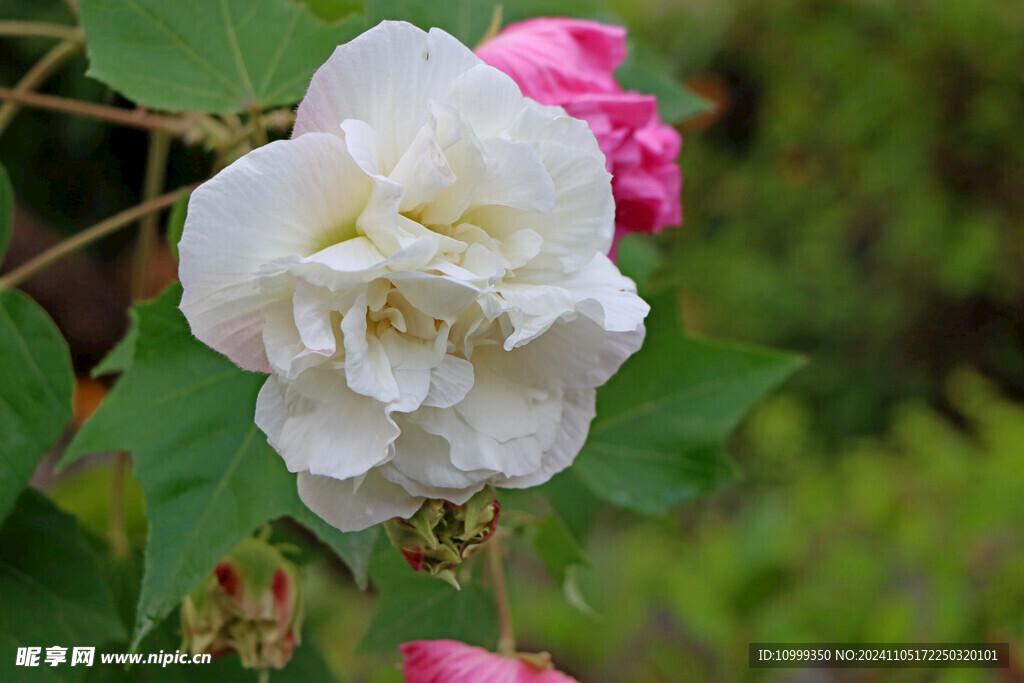 白色木芙蓉花