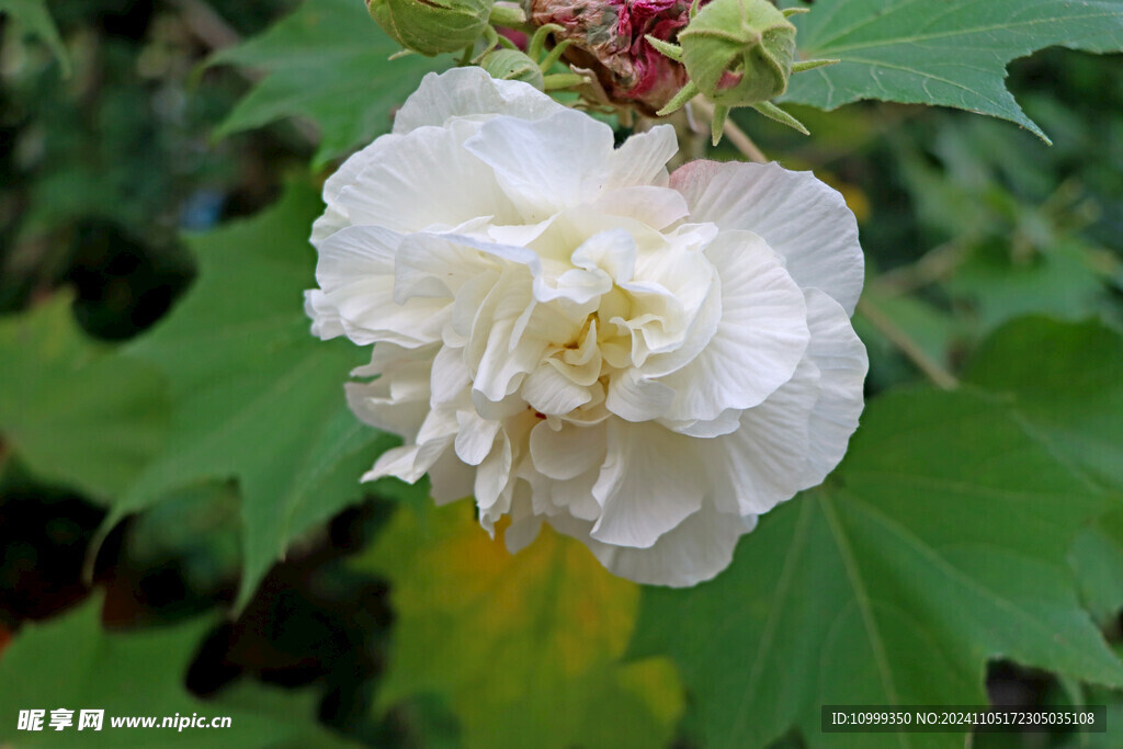 白色木芙蓉花