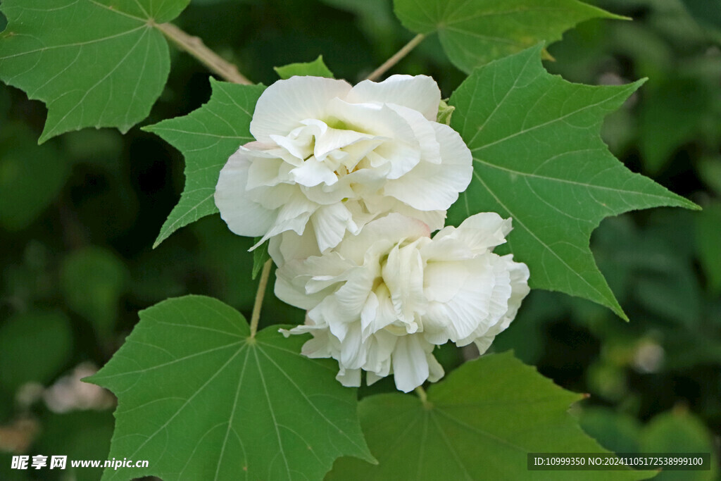 白色木芙蓉花