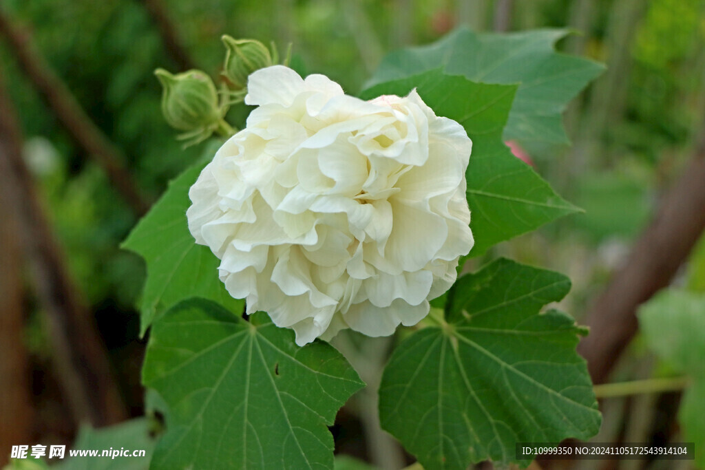 白色木芙蓉花