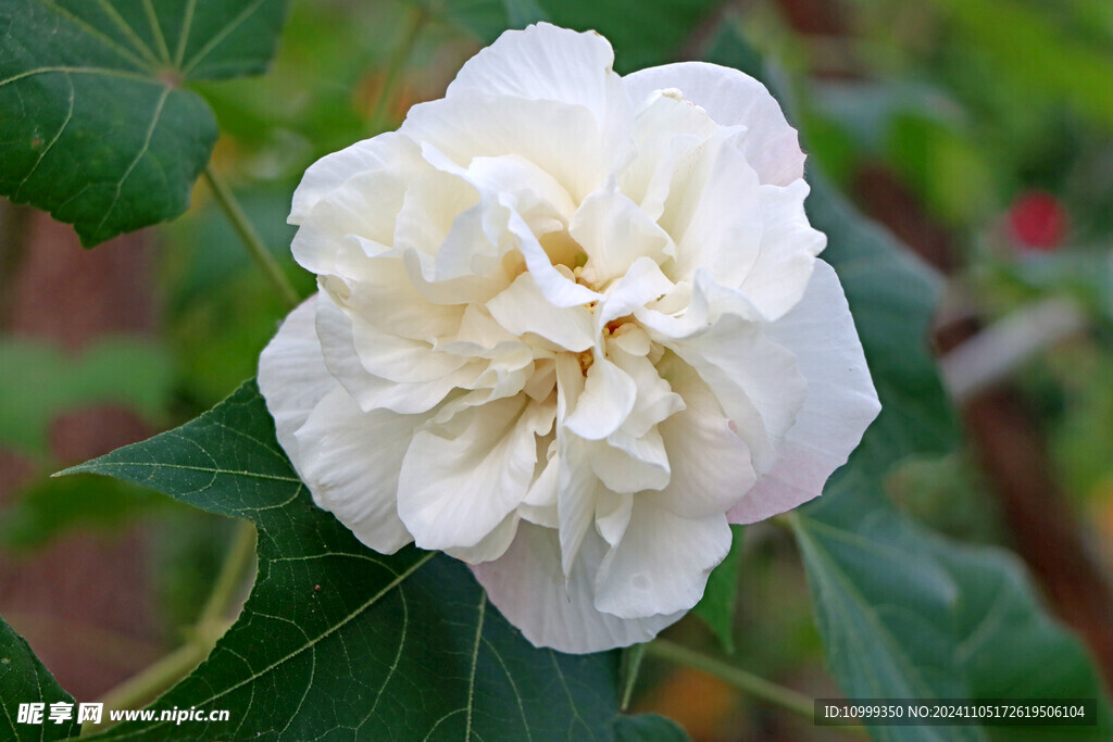 白色木芙蓉花