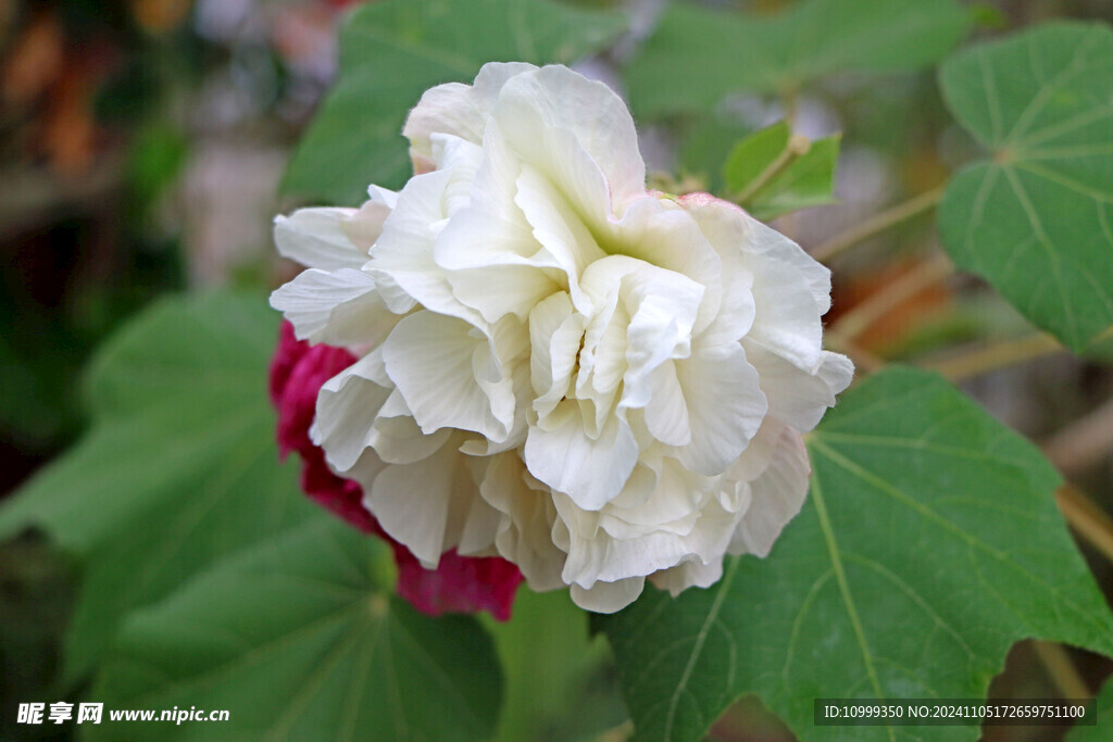 白色木芙蓉花