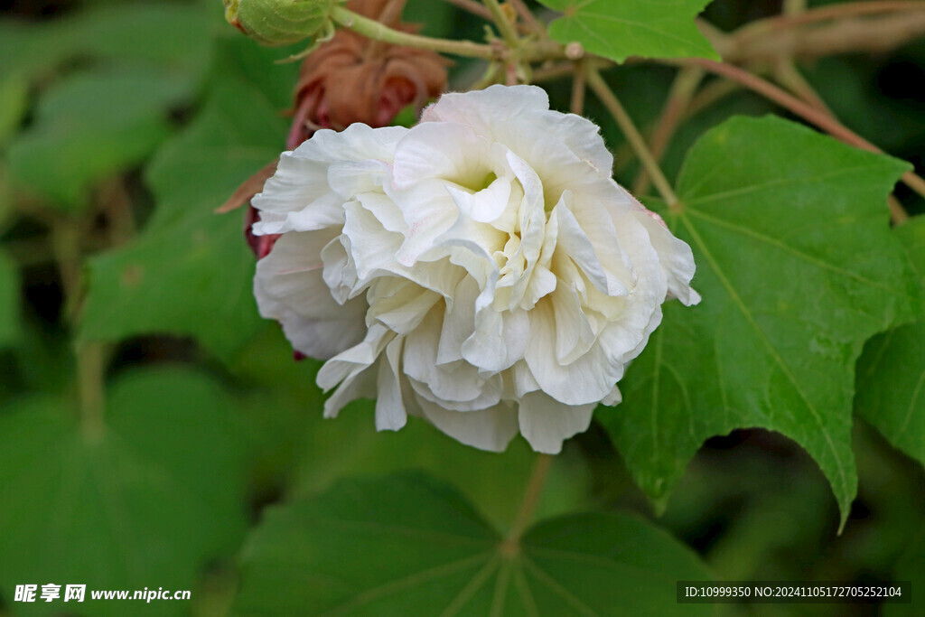 白色木芙蓉花