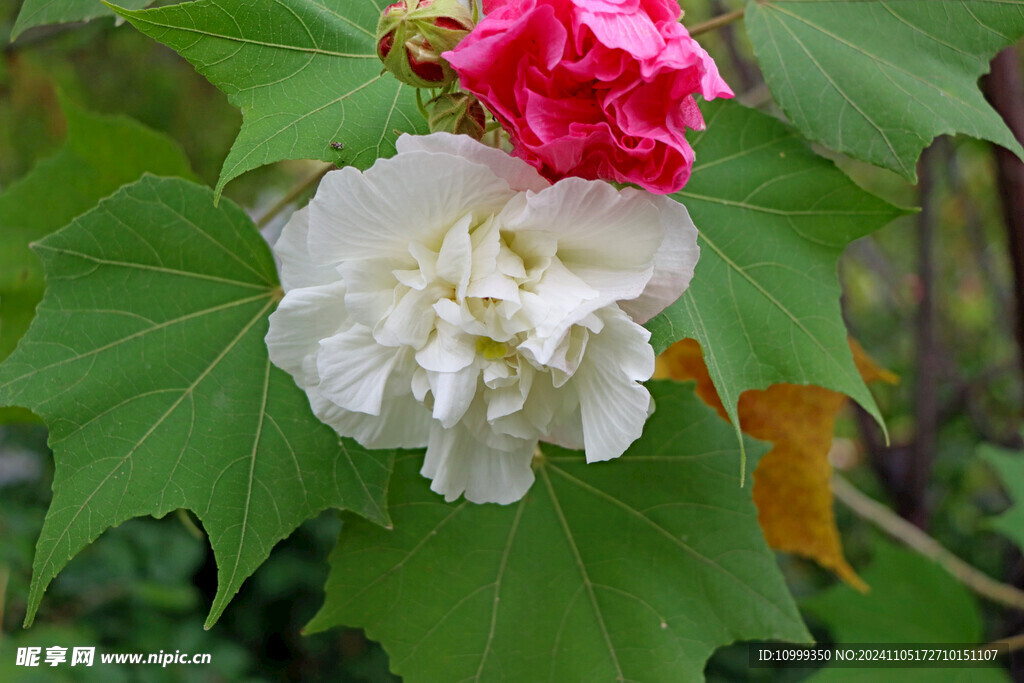 白色木芙蓉花