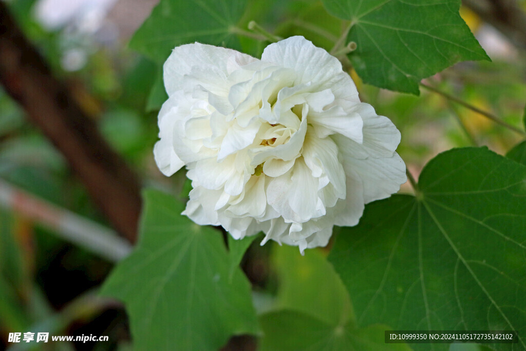 白色木芙蓉花