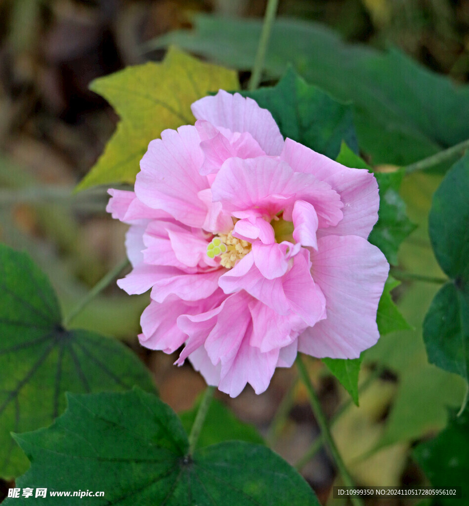 粉色木芙蓉花