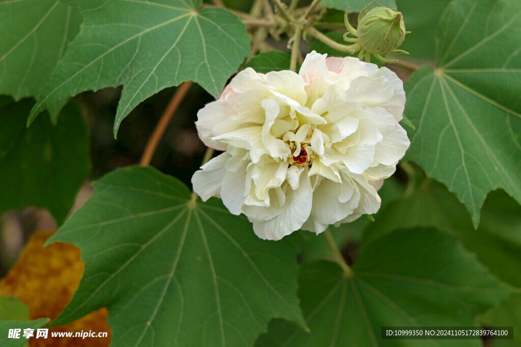 白色木芙蓉花