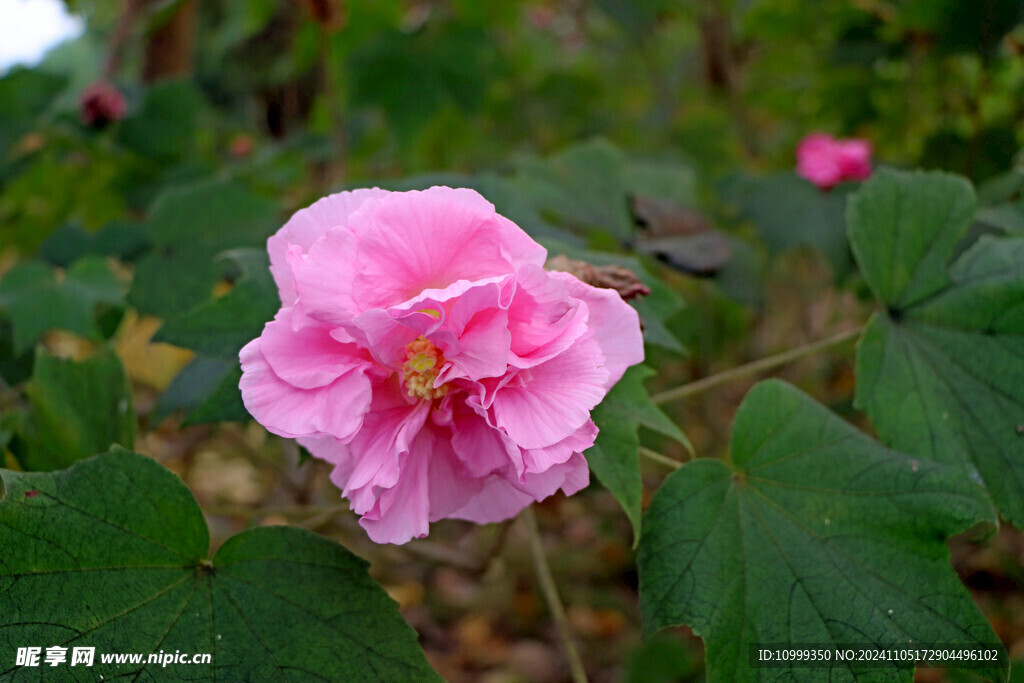 粉色木芙蓉花